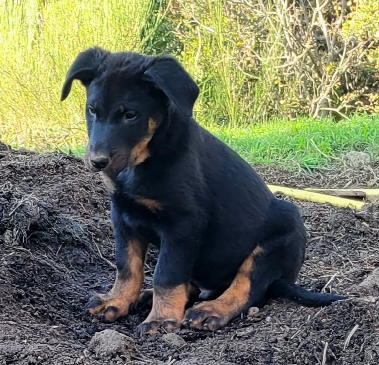 Gaec - La Bergerie Du Savel - Chiot disponible  - Berger de Beauce