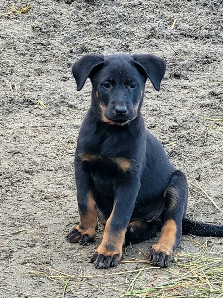 Gaec - La Bergerie Du Savel - Chiot disponible  - Berger de Beauce