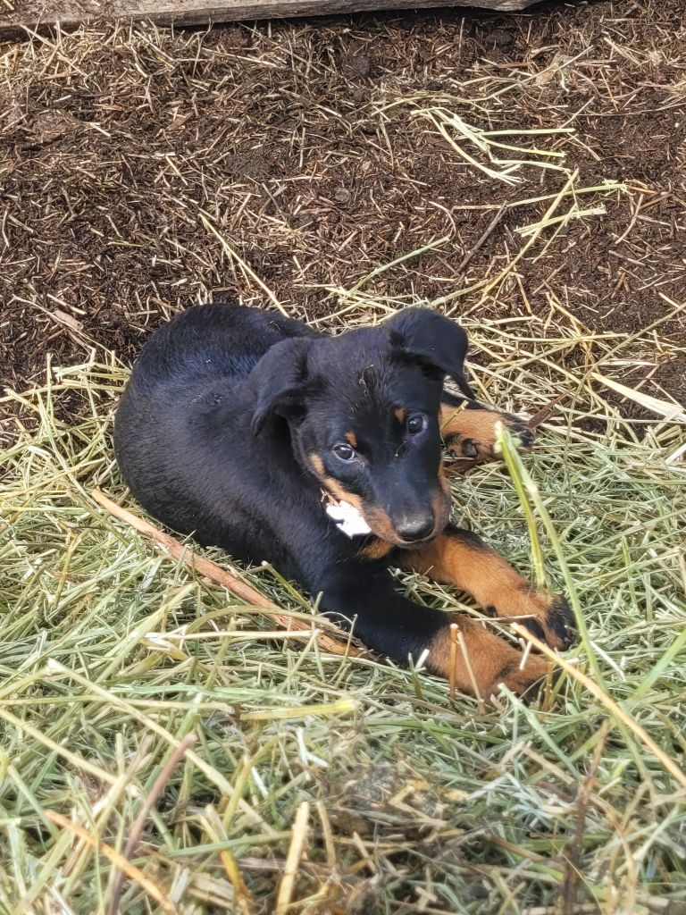 Gaec - La Bergerie Du Savel - Chiot disponible  - Berger de Beauce