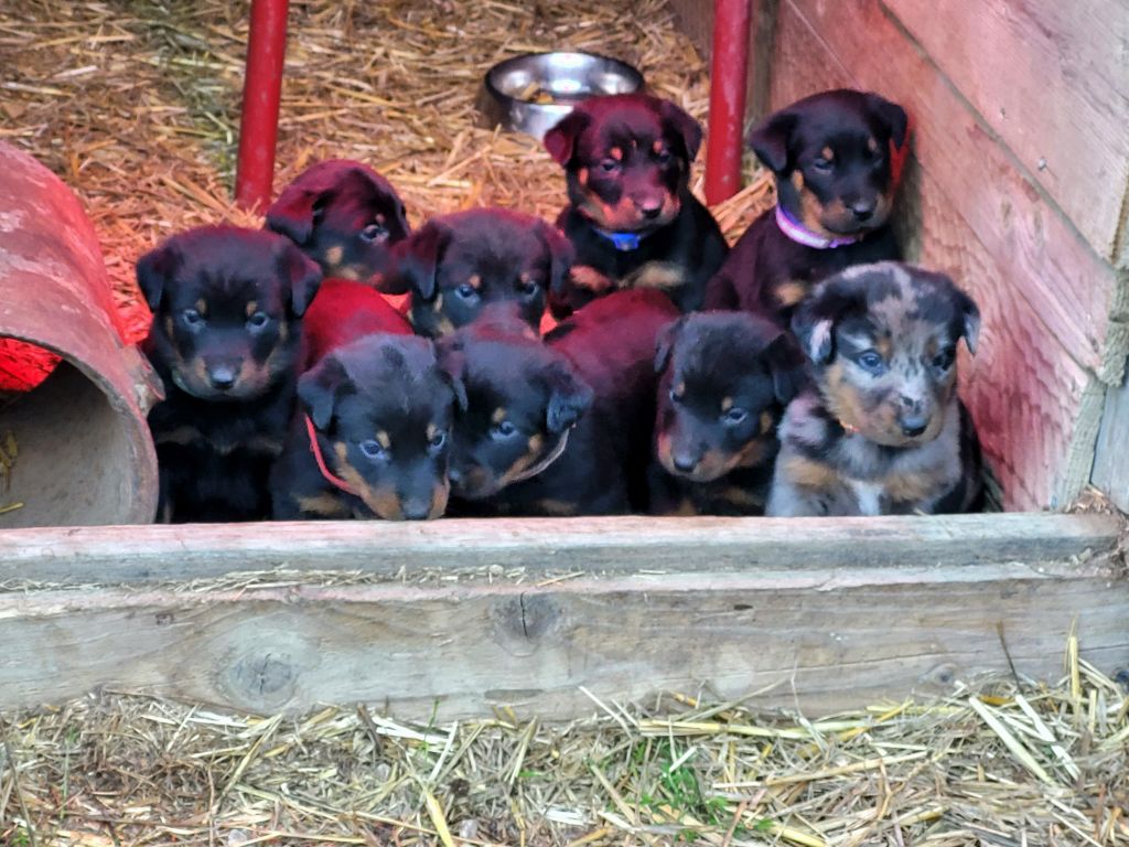 chiot Berger de Beauce Gaec - La Bergerie Du Savel