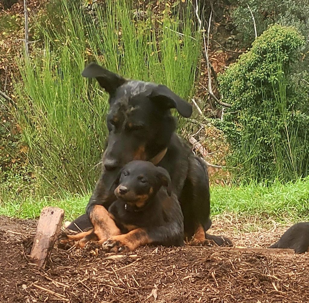 Les bébés boboss fermier de Rokia blue de la bergerie d'élan 